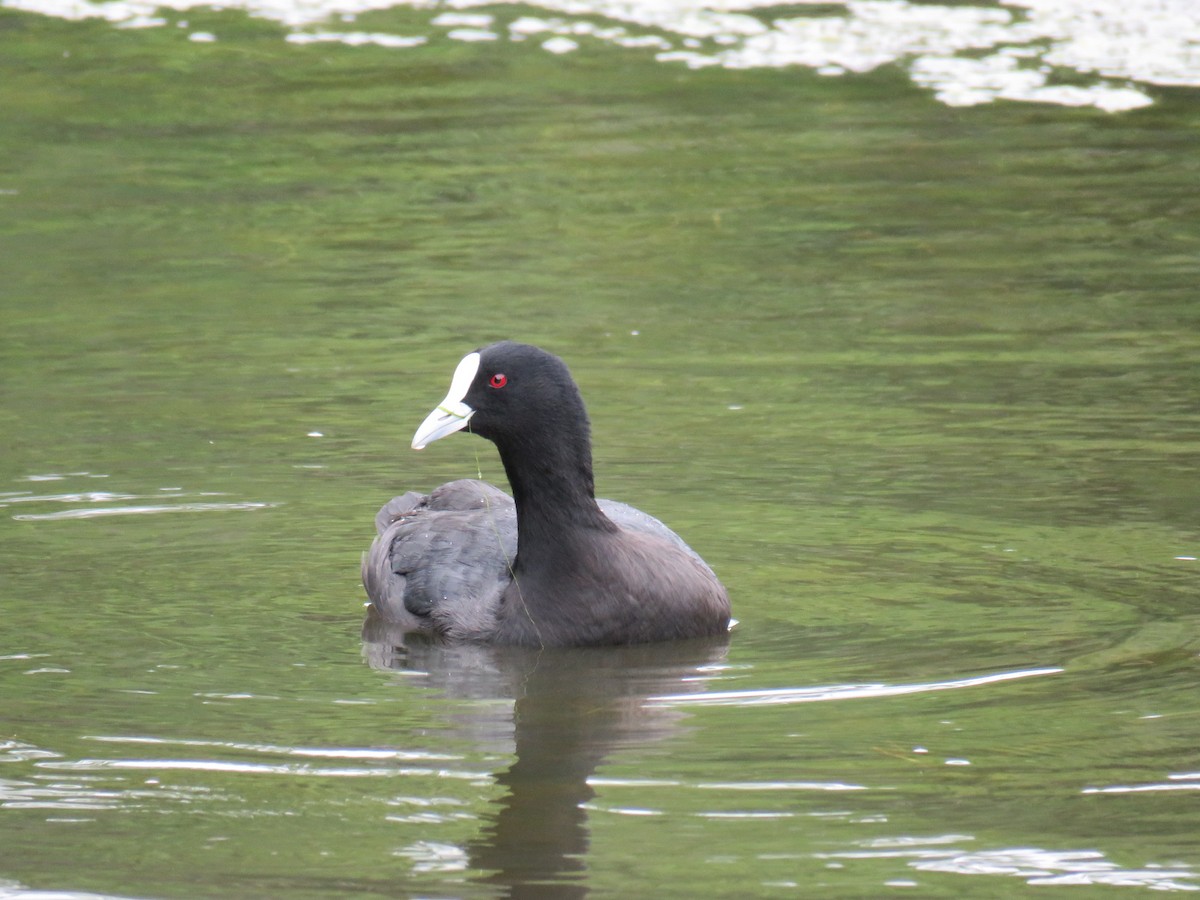 Eurasian Coot - ML620778206