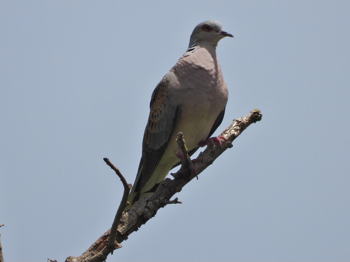 European Turtle-Dove - ML620778207