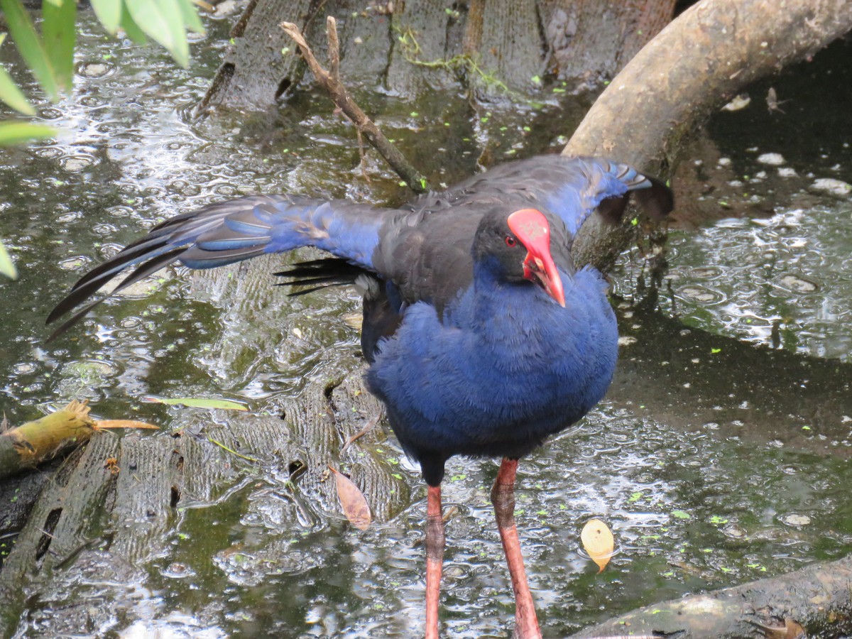 Australasian Swamphen - ML620778221