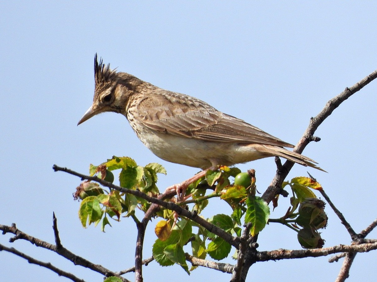 Crested Lark - ML620778223