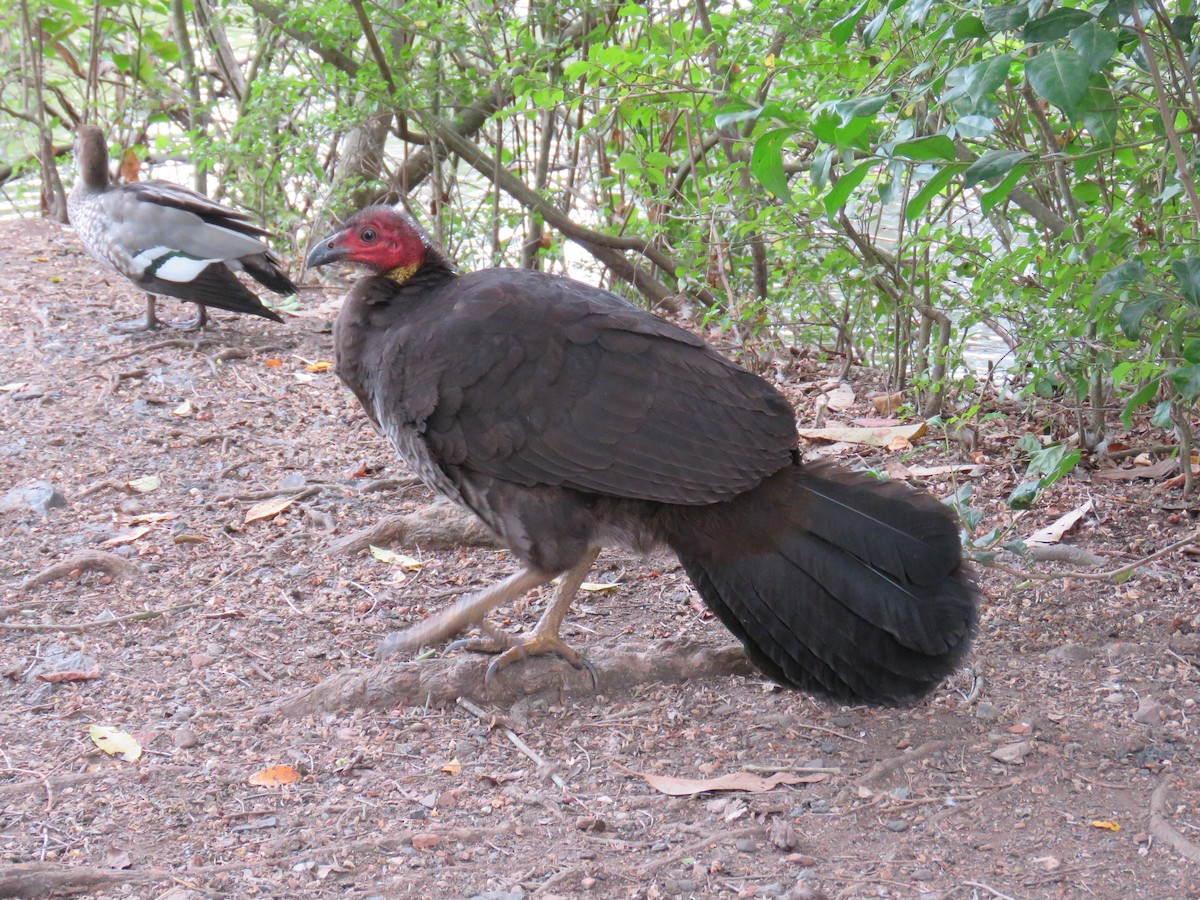 Talégalo Cabecirrojo - ML620778225