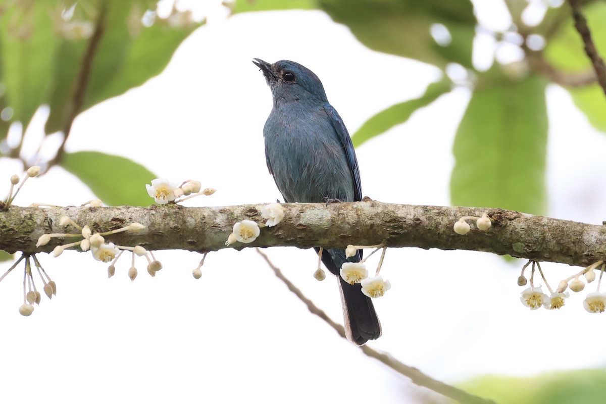 Verditer Flycatcher - ML620778226