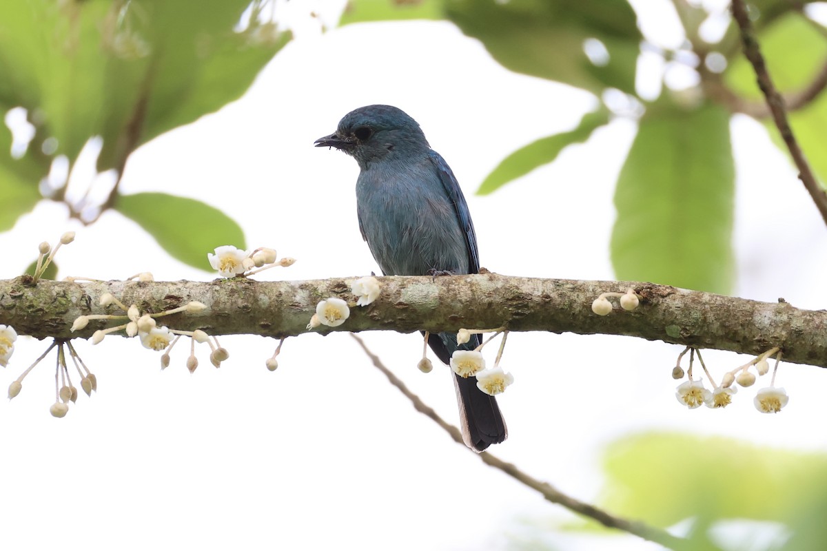 Papamoscas Verdín - ML620778227