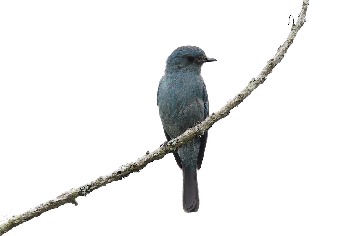 Verditer Flycatcher - ML620778228