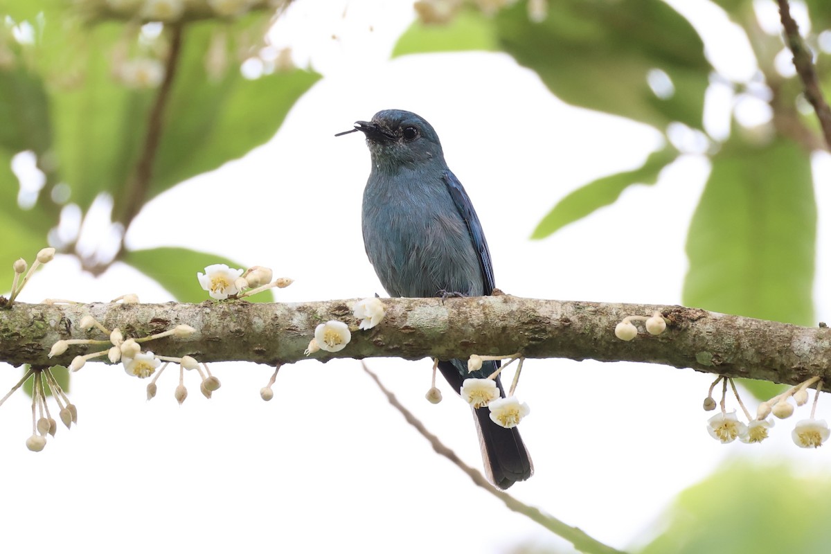 Verditer Flycatcher - ML620778229