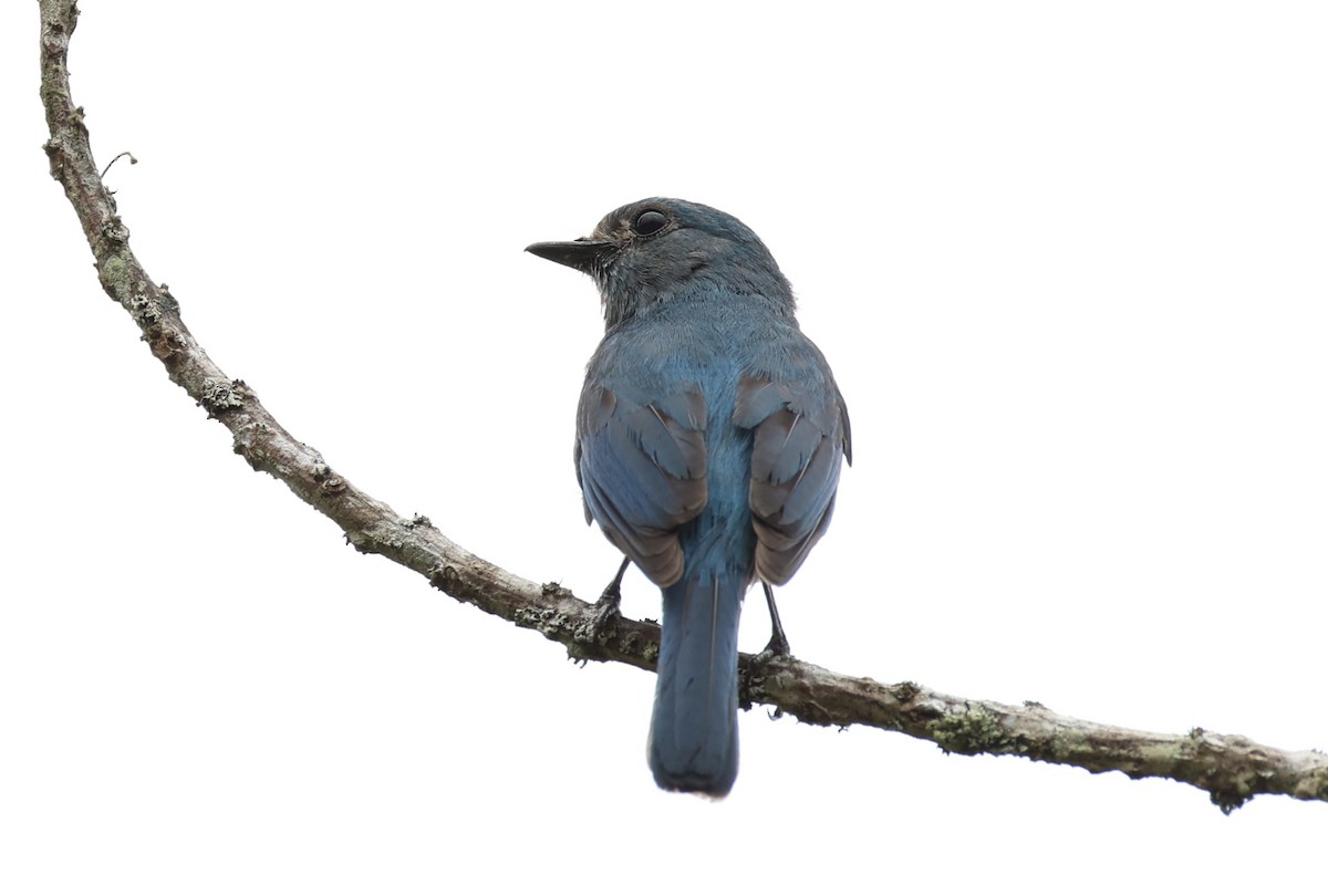 Verditer Flycatcher - ML620778230