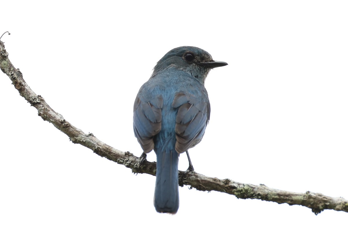 Verditer Flycatcher - ML620778231