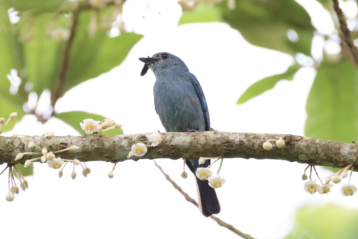 Verditer Flycatcher - ML620778232