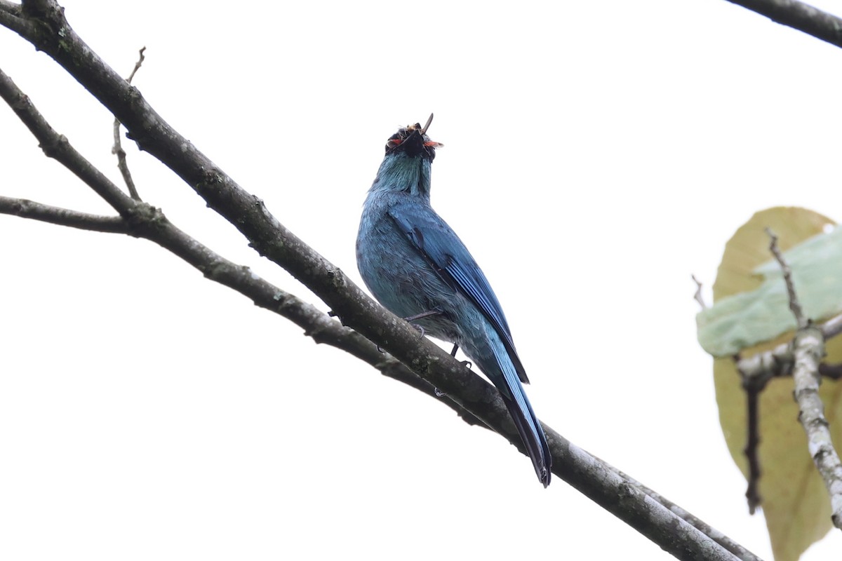 Verditer Flycatcher - ML620778233