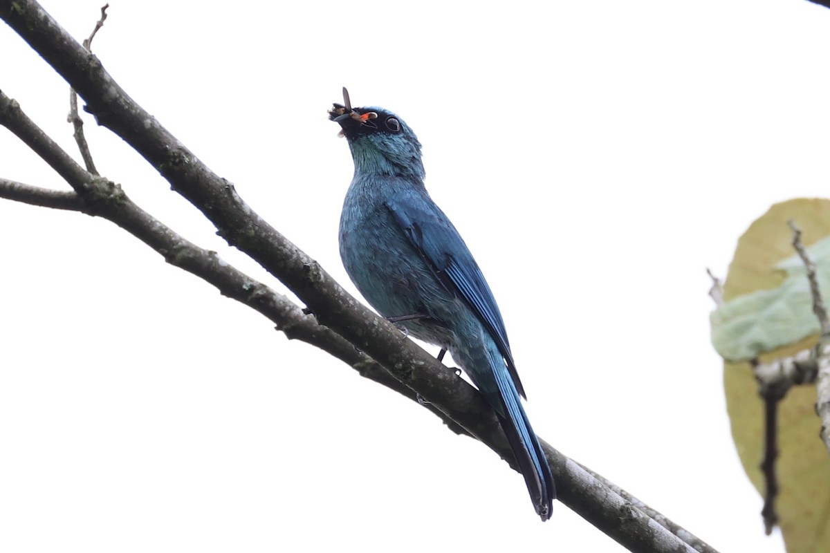 Verditer Flycatcher - ML620778234