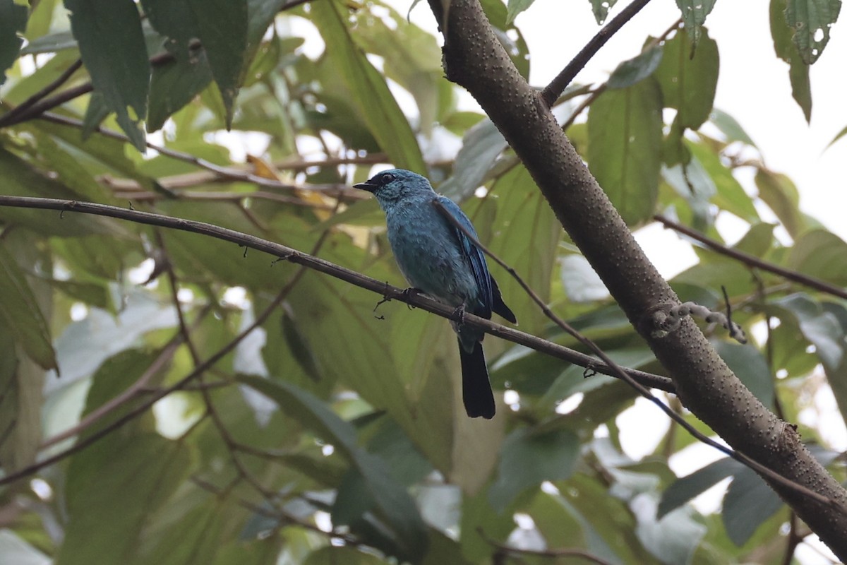 Verditer Flycatcher - ML620778235