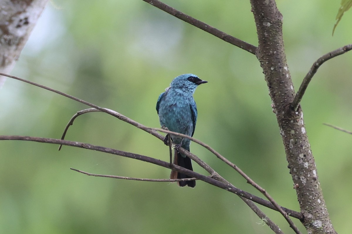 Verditer Flycatcher - ML620778236