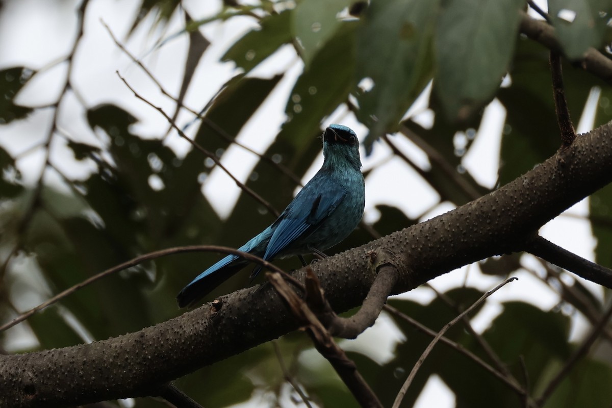 Verditer Flycatcher - ML620778237