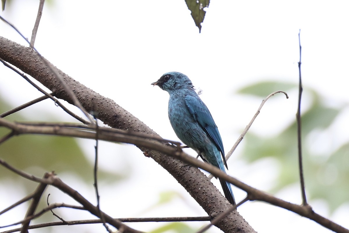 Verditer Flycatcher - ML620778238