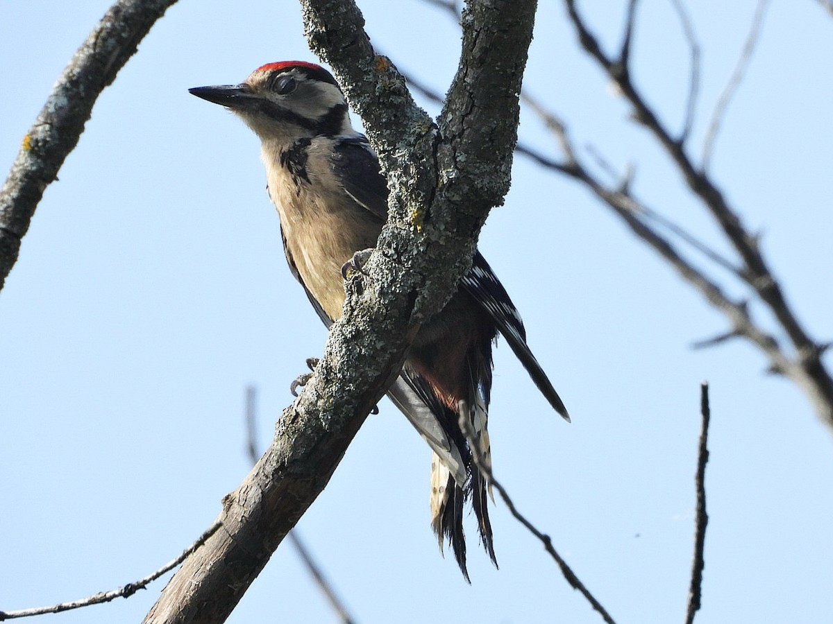 Great Spotted Woodpecker - ML620778239