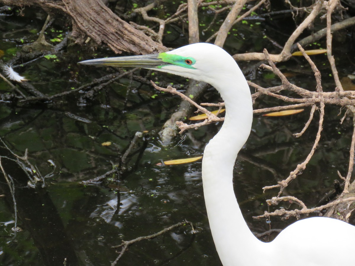 Great Egret (modesta) - Greg Wark