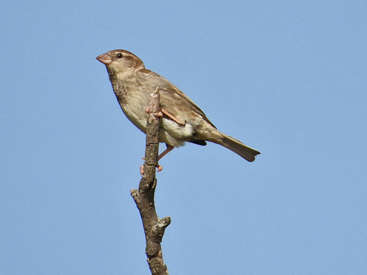 House Sparrow - ML620778241