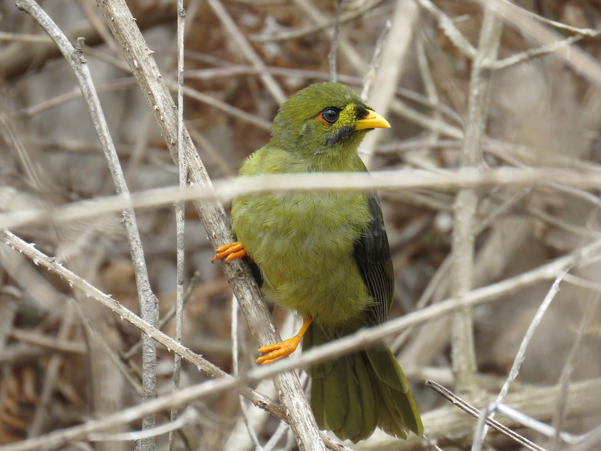 Bell Miner - ML620778242