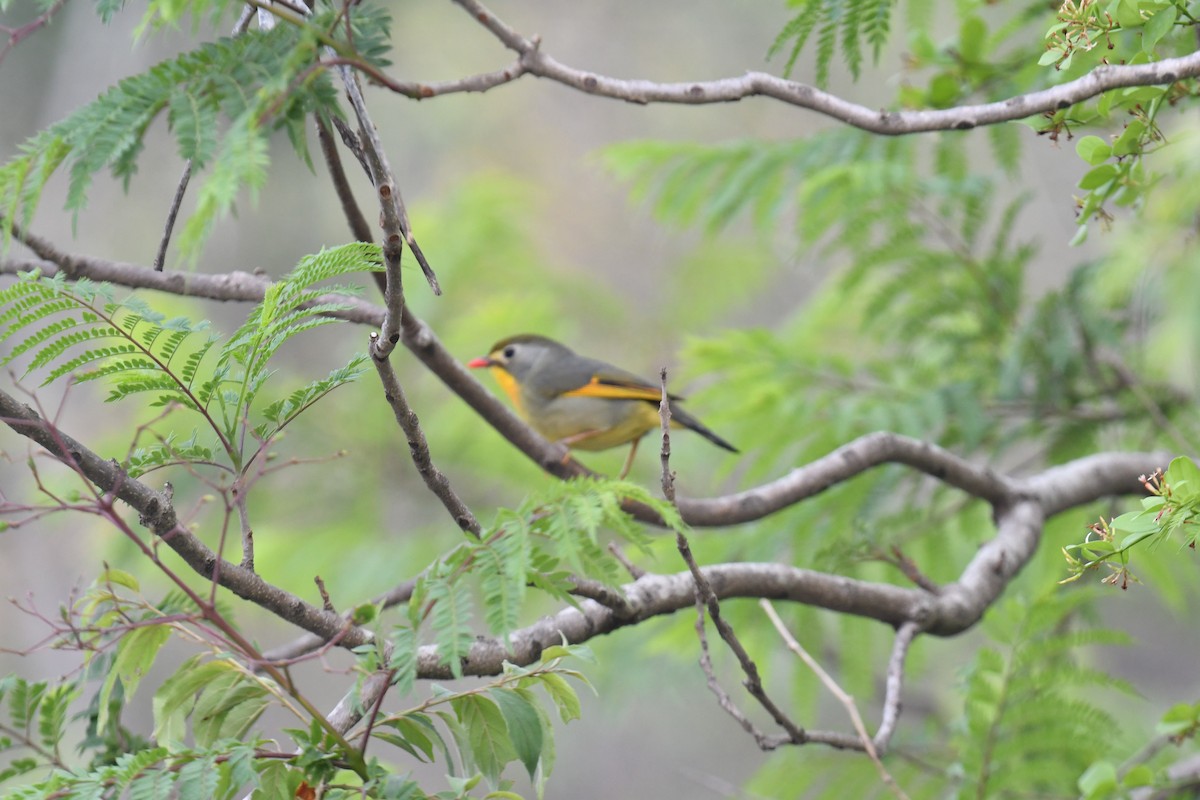 Red-billed Leiothrix - ML620778243