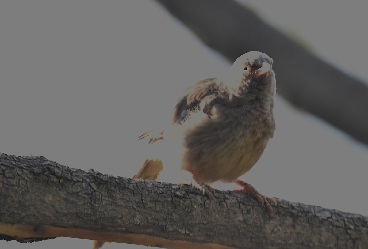 Jungle Babbler - ML620778245