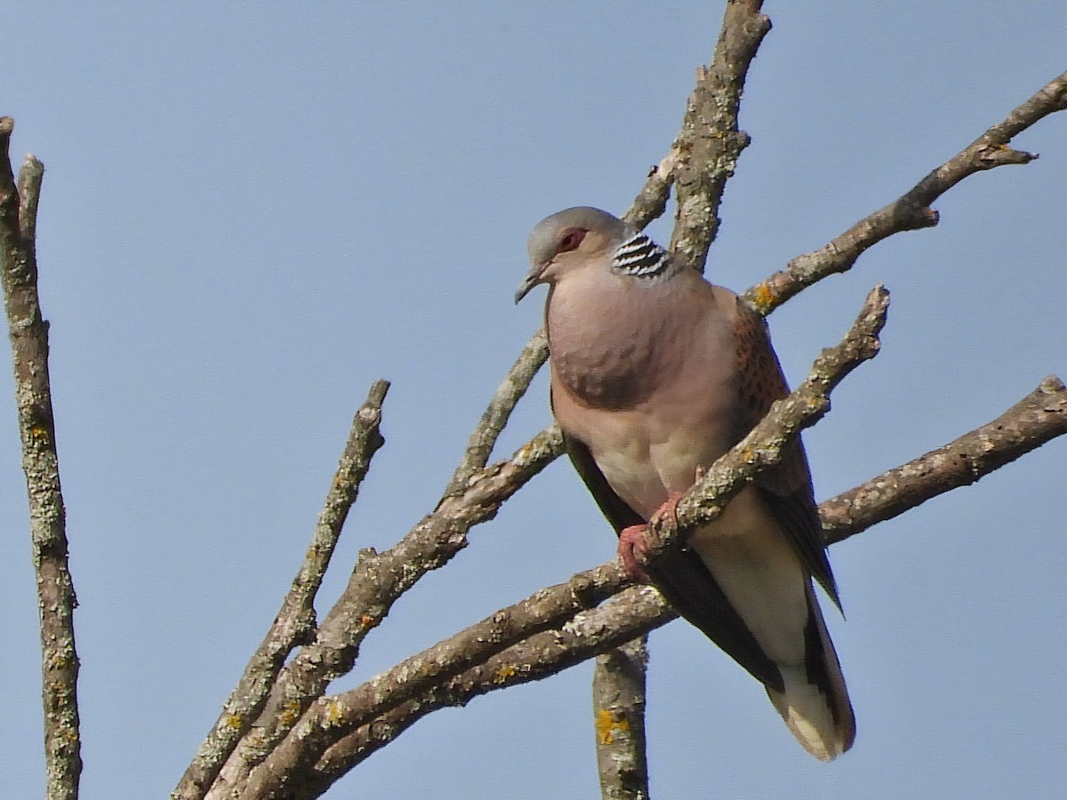 European Turtle-Dove - ML620778246