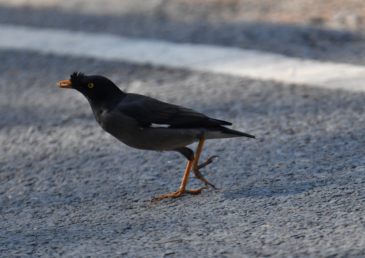 Jungle Myna - ML620778247