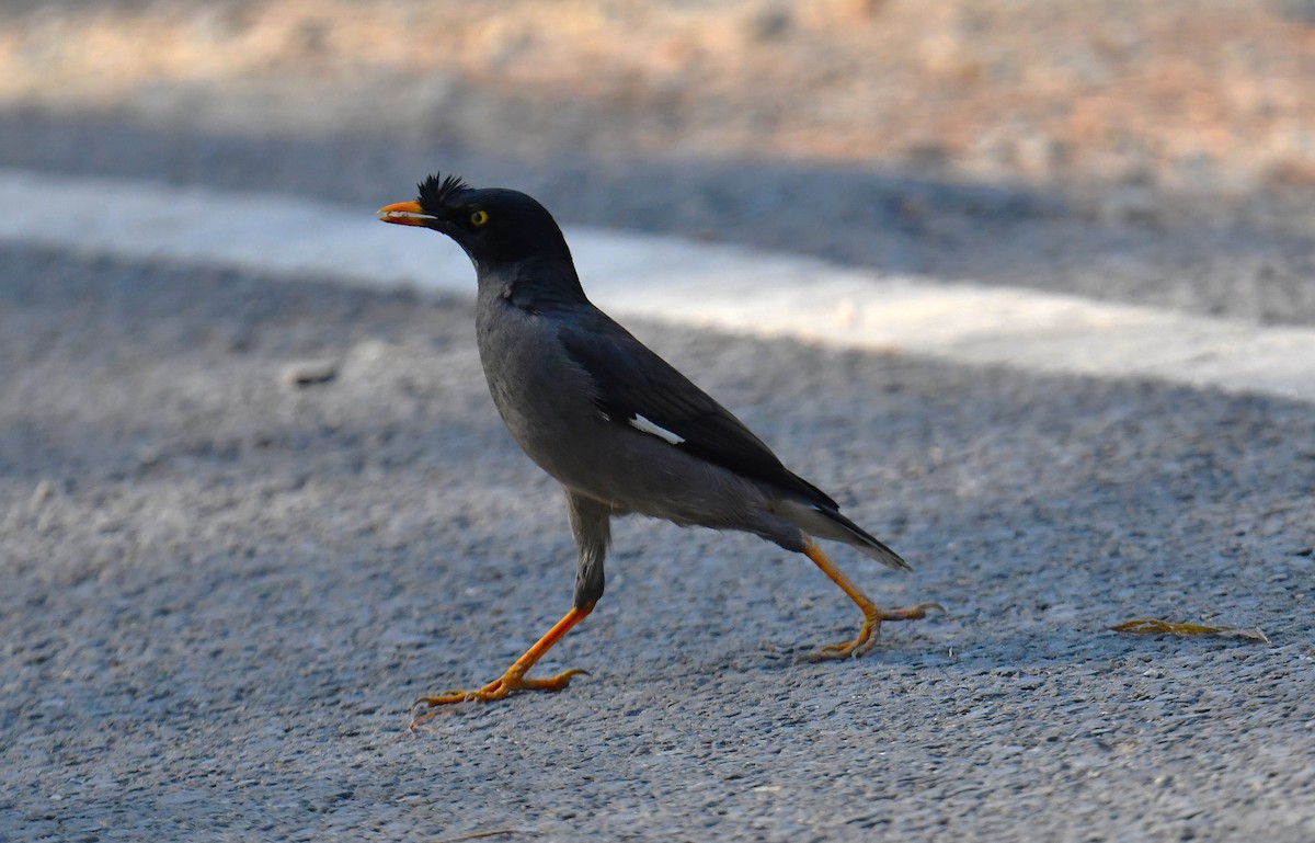 Jungle Myna - ML620778248