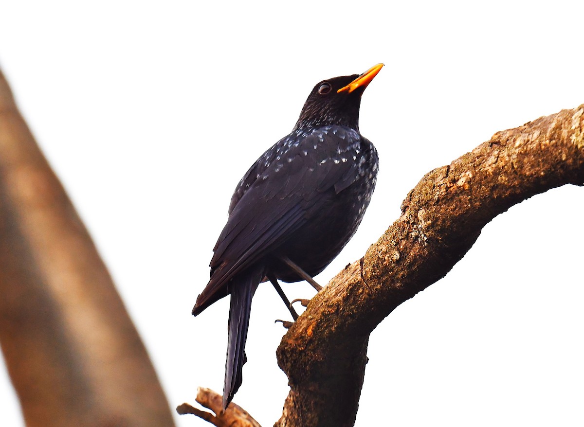 Blue Whistling-Thrush - ML620778249