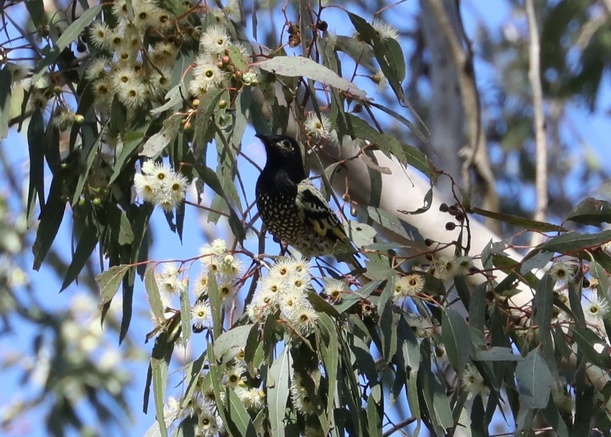 Regent Honeyeater - ML620778250