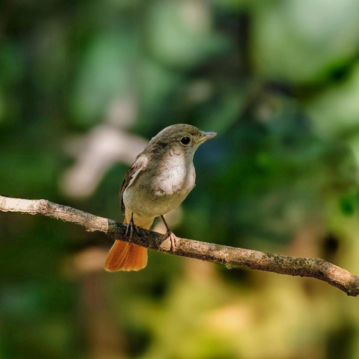 Rusty-tailed Flycatcher - ML620778251