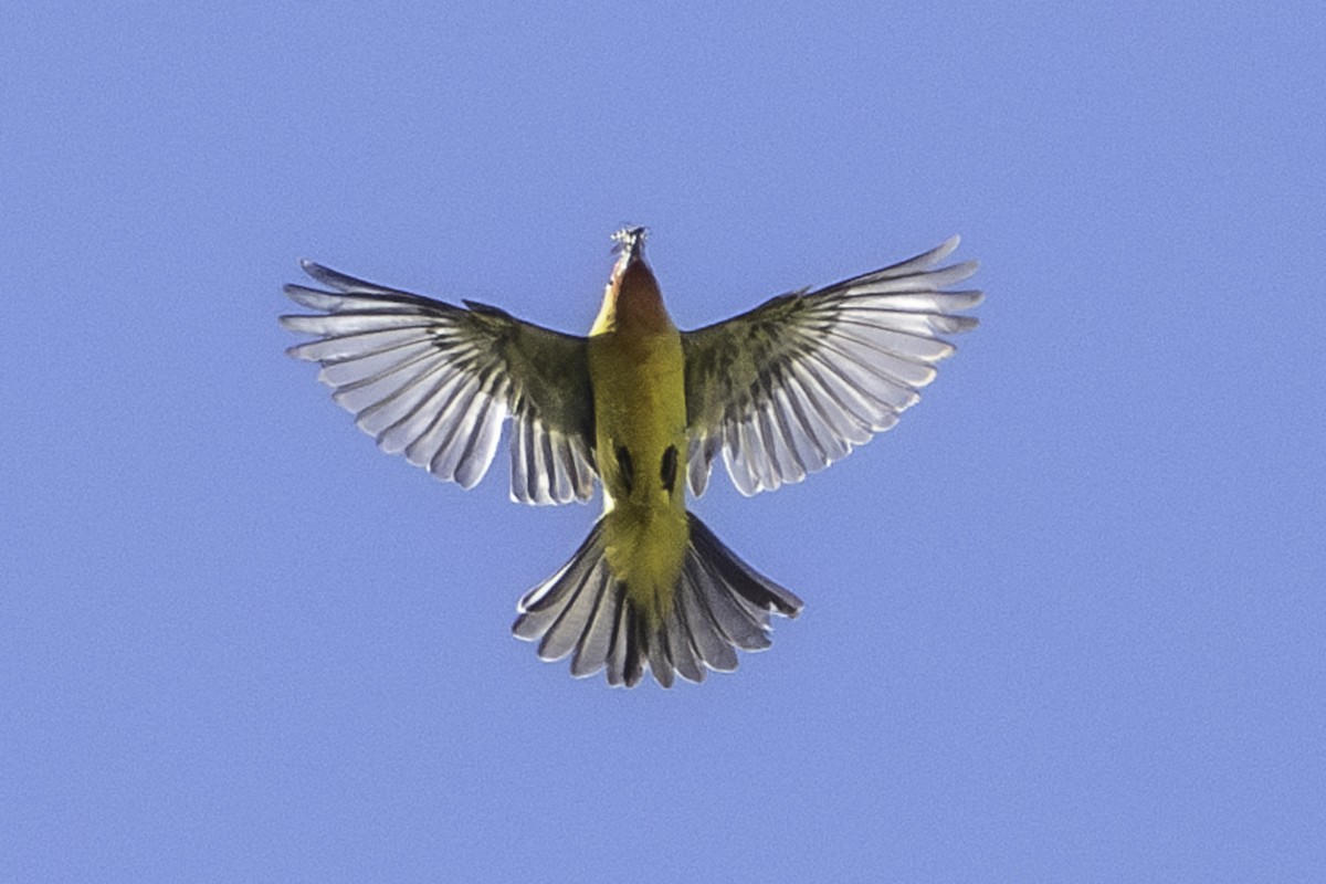 Western Tanager - ML620778253