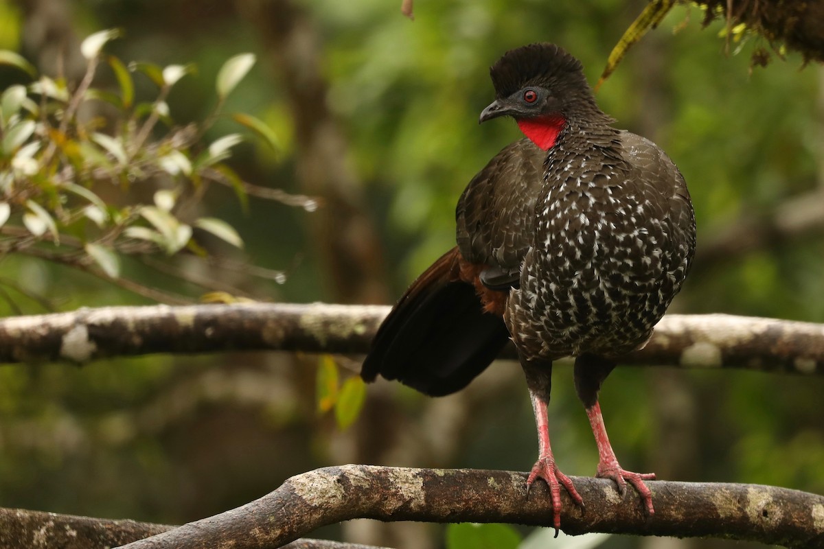 Crested Guan - ML620778254