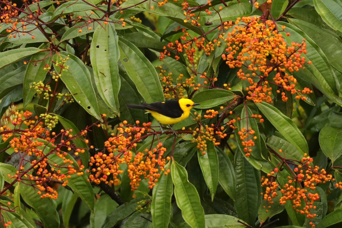 Black-and-yellow Tanager - ML620778257