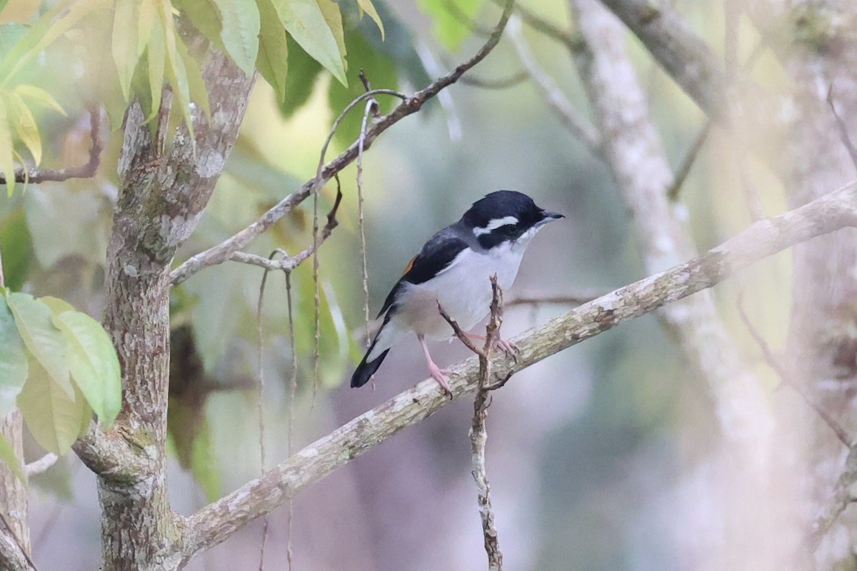 White-browed Shrike-Babbler - ML620778273