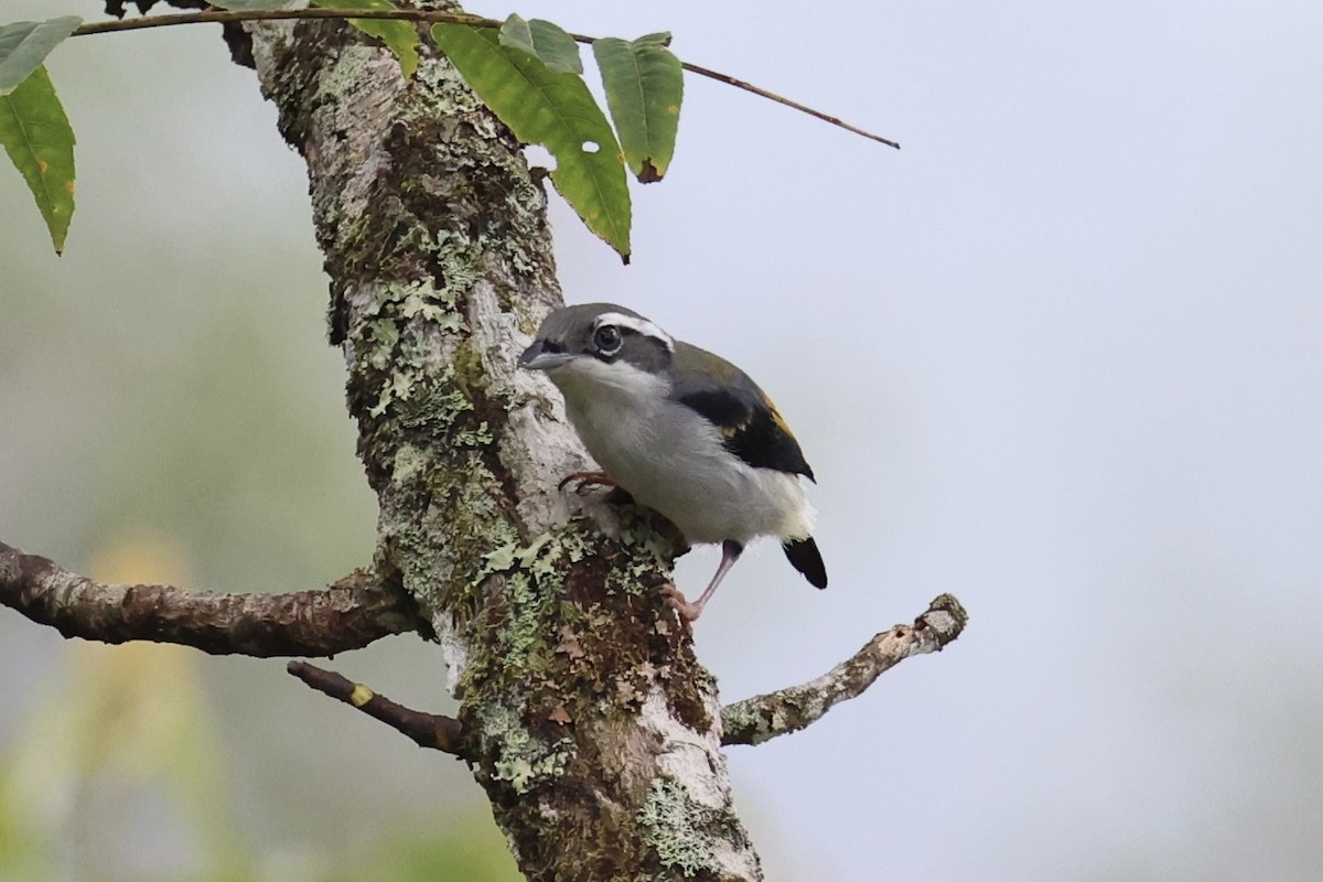 White-browed Shrike-Babbler - ML620778283