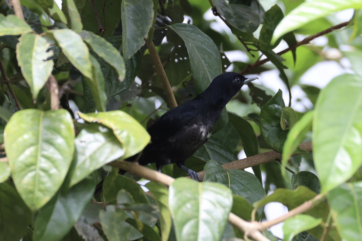 Black-and-crimson Oriole - ML620778288