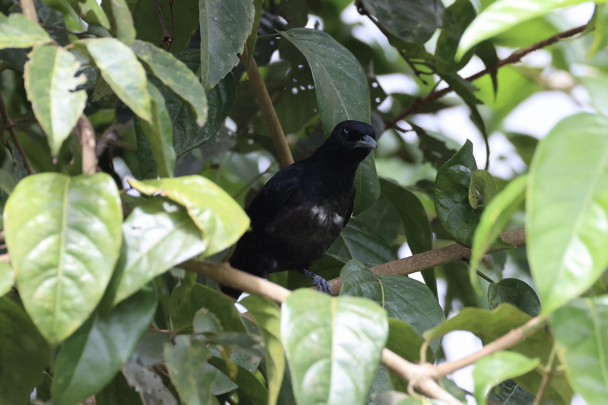 Black-and-crimson Oriole - ML620778289