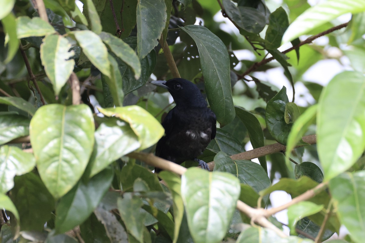 Black-and-crimson Oriole - Andrew William