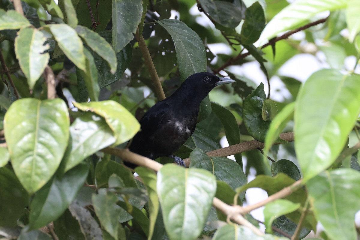 Black-and-crimson Oriole - ML620778291