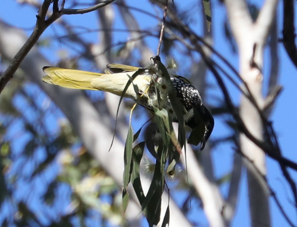 Regent Honeyeater - ML620778292