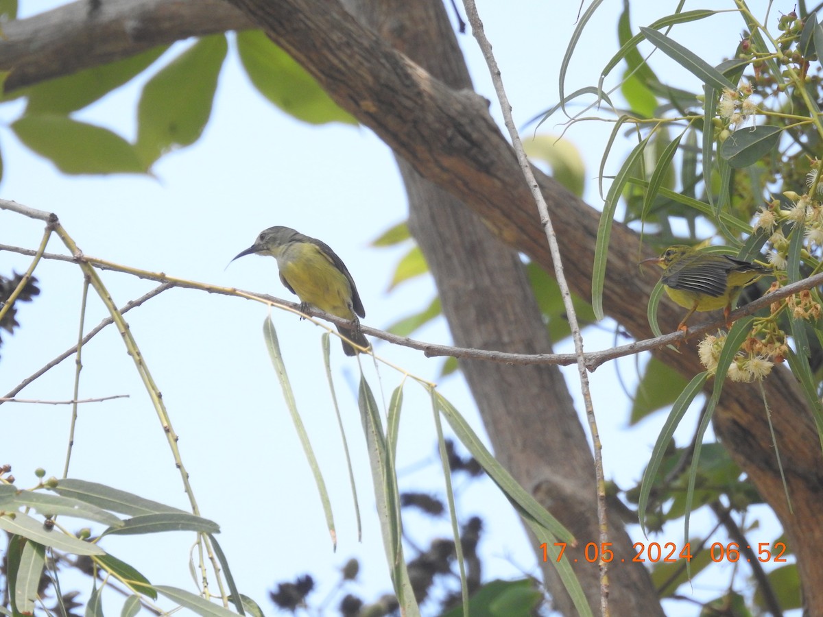 Ornate Sunbird - ML620778294