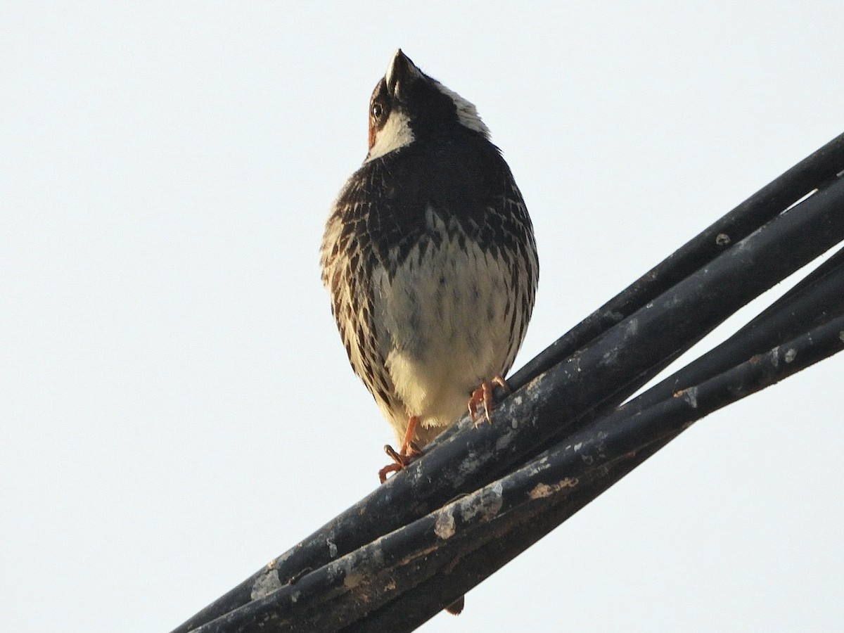 Spanish Sparrow - ML620778295