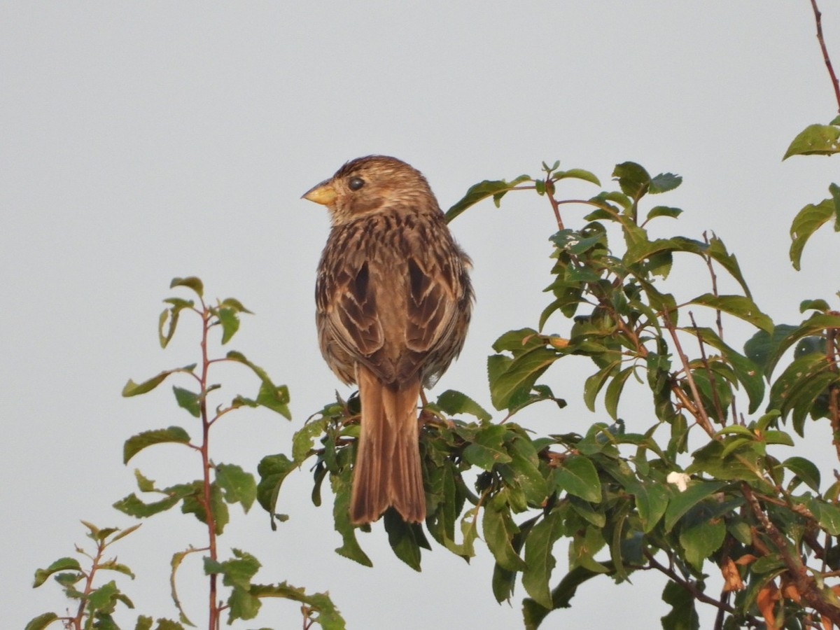 Corn Bunting - ML620778303