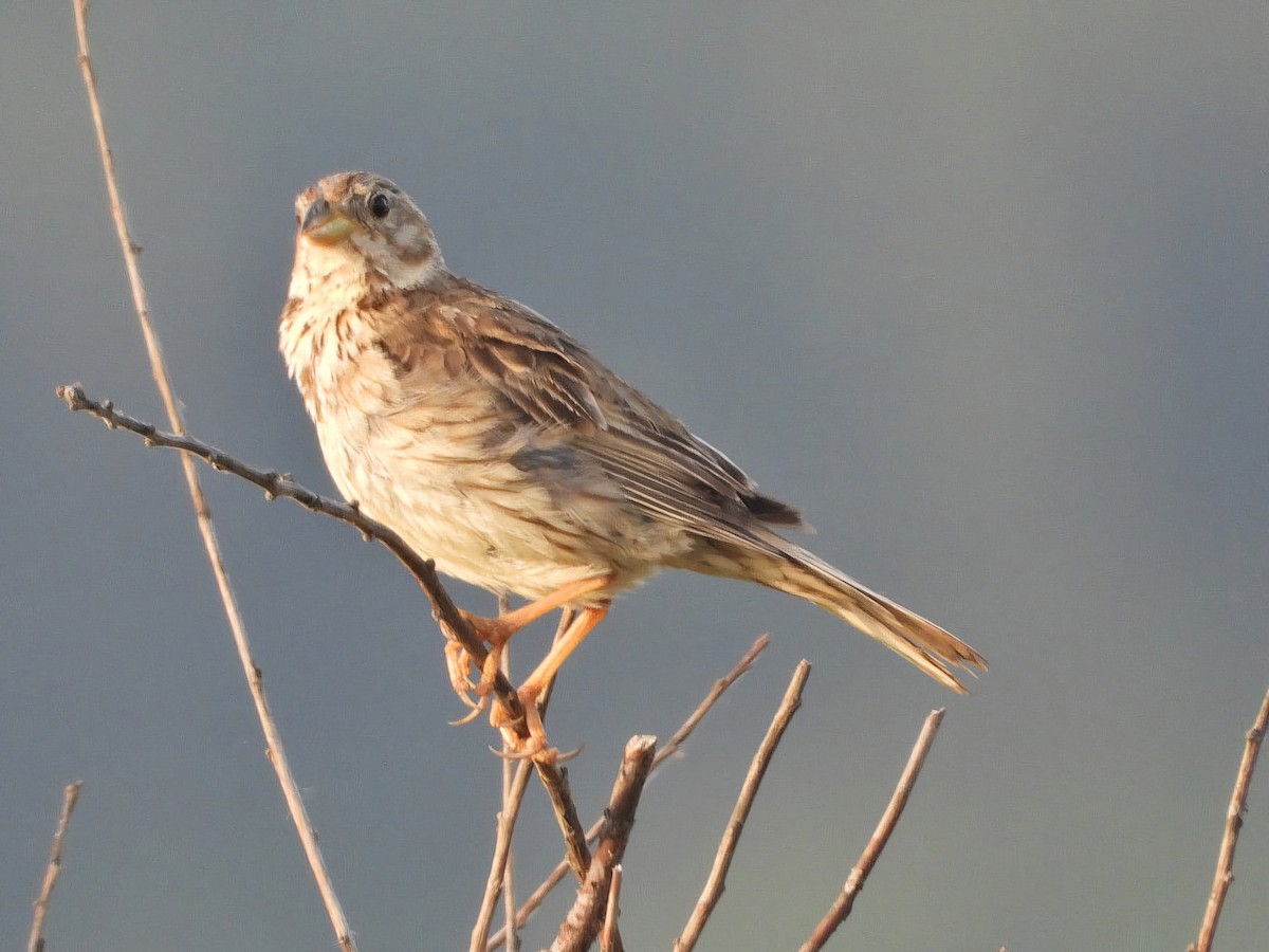 Corn Bunting - ML620778304