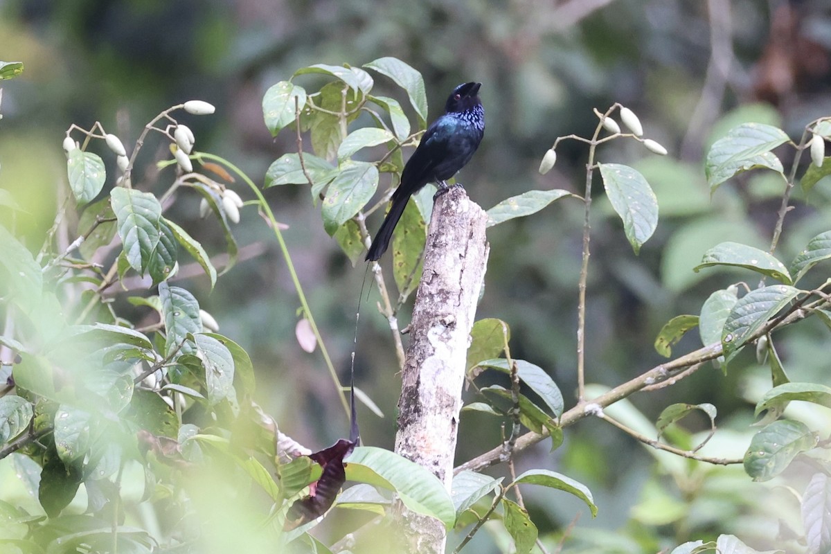 Lesser Racket-tailed Drongo - ML620778305