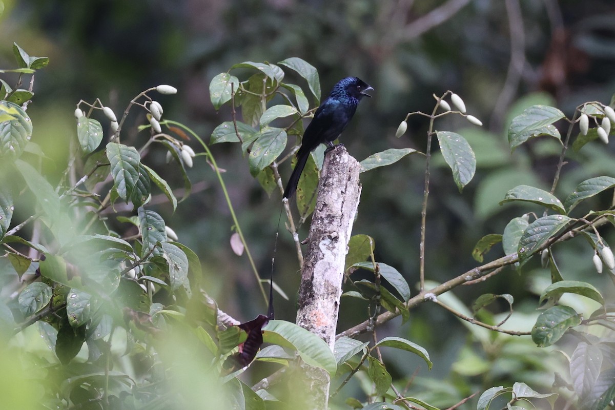 Lesser Racket-tailed Drongo - ML620778306