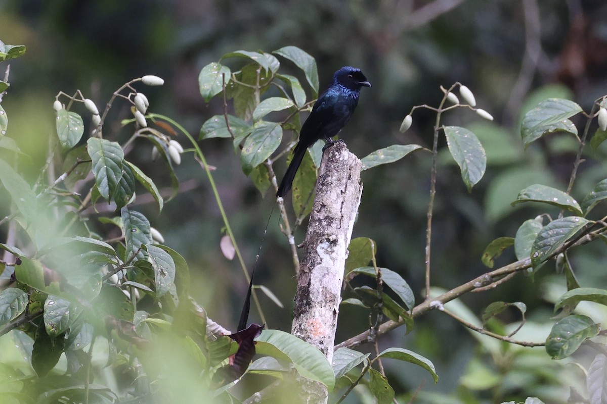 Lesser Racket-tailed Drongo - ML620778307