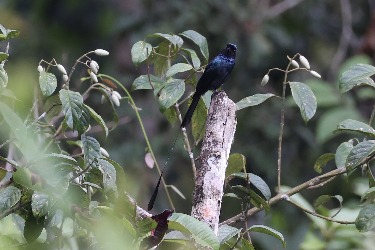 Lesser Racket-tailed Drongo - ML620778308