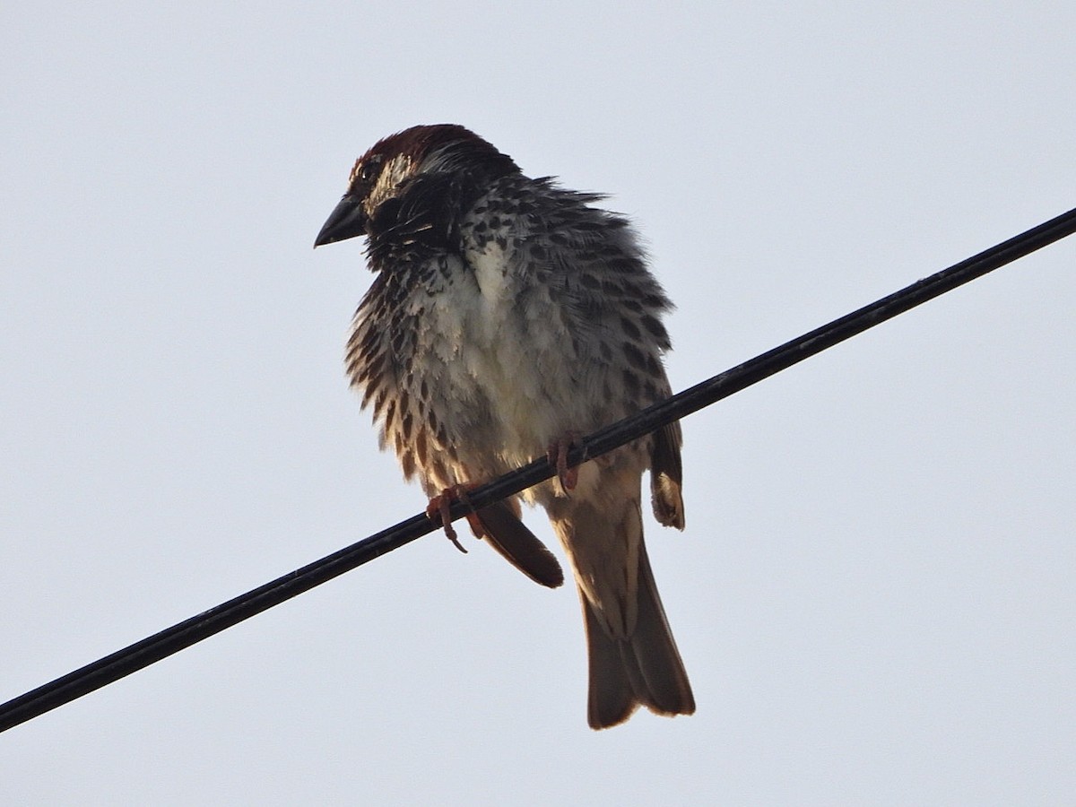 Spanish Sparrow - ML620778312