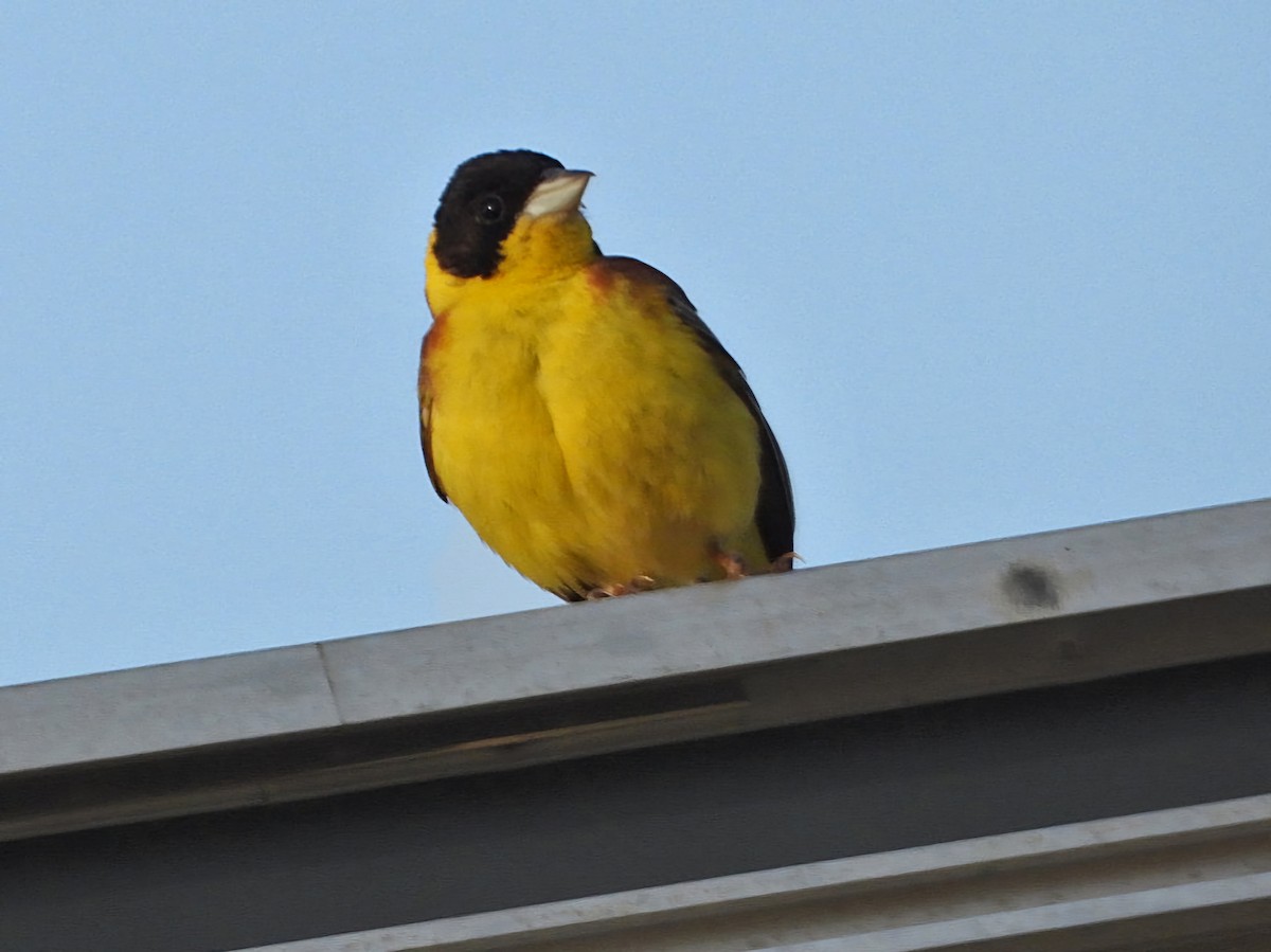 Black-headed Bunting - ML620778313